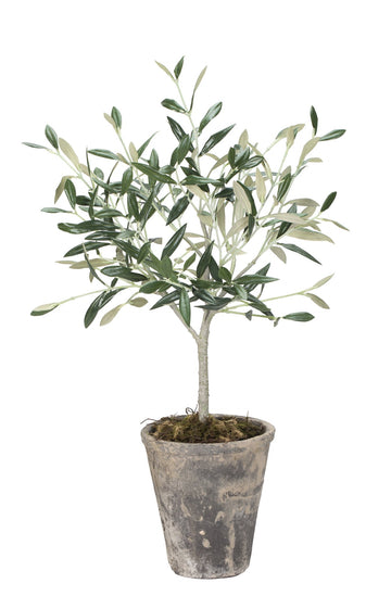 Flora Olivträd H44XL13XB13 cm. grön