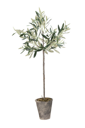 Flora Olivträd H73 Ø13 cm. grön
