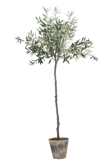 Flora Olivträd H160 Ø24 cm. grön