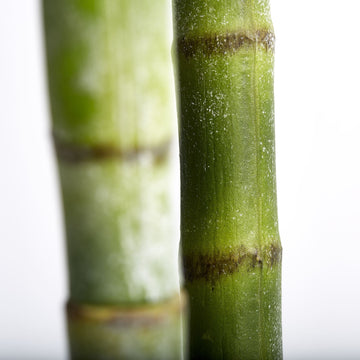 Flora blomma H185 Ø cm. grön