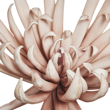 Happia skumblomma dekoration H25 cm. rosa