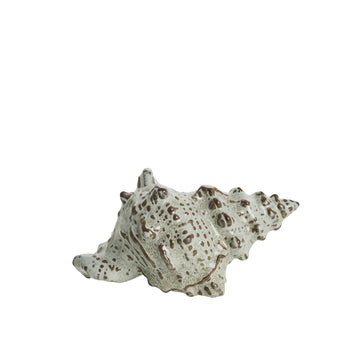 Shellille dekoration konkylia D15 H7.5 Linne