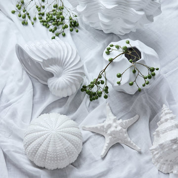 Shellille dekoration konkylia D18 H9.5 Vit