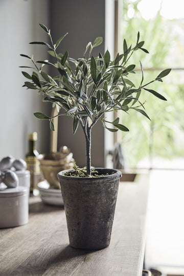 Flora Olivträd H44XL13XB13 cm. grön